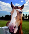 /album/fotogaleria/ilusion-optica-caballo-jpg1/